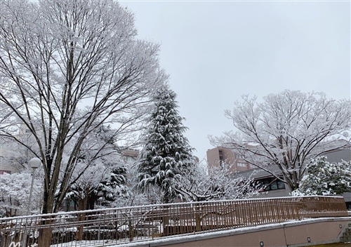 南方人看到雪的说说