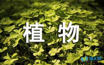 植物观察日记500字：种子发芽了