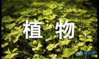 关于植物观察日记500字：种子发芽了【借鉴】