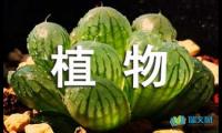 关于植物的发芽过程日记【借鉴】