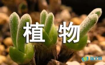 四年级观察植物的日记范文