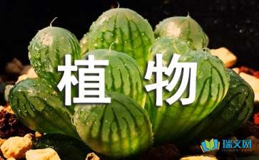 观察植物的日记500字