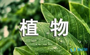 关于植物的观察日记400字