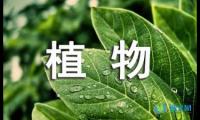 关于植物的观察日记400字【借鉴】