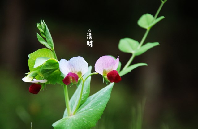 清明节朋友圈发什么 适合清明节发的说说文案