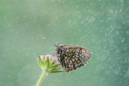 描写秋雨的句子