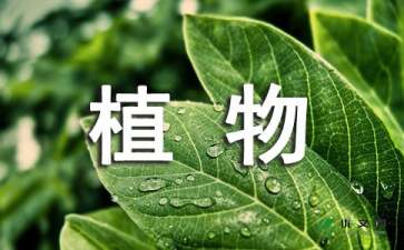 【推荐】观察植物作文300字4篇