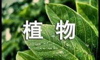 【推荐】观察植物作文300字4篇