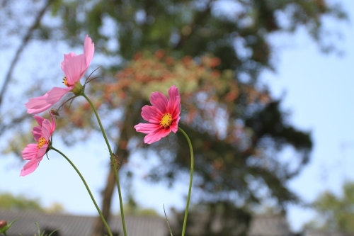 中秋节朋友圈经典说说