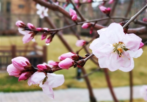 又是一年桃花开说说 桃花开了发朋友圈说说