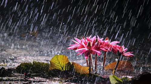 秋雨后的心情说说 秋雨心情说说感悟生活