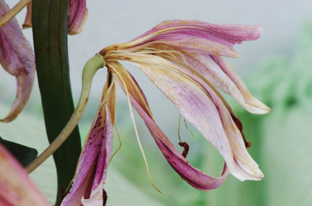 花枯萎