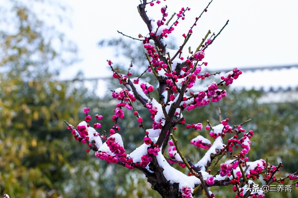 两首《梅花》两种心态：中小学生必背古诗之王安石《梅花》赏析