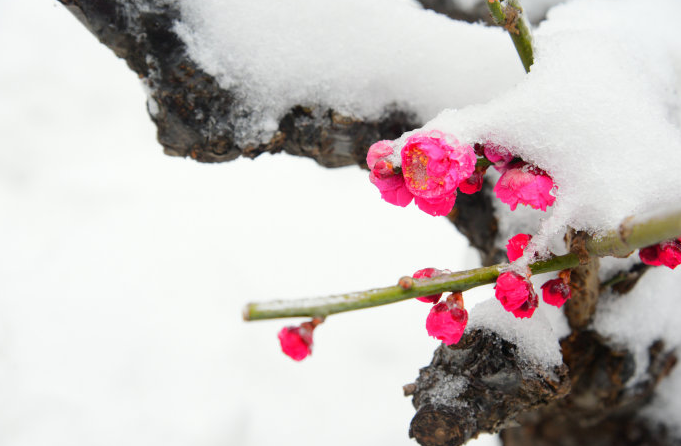 与梅并作十分春，十二首雪梅的诗词，看雪中绽放的梅花，傲霜斗雪