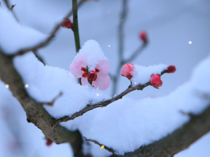 与梅并作十分春，十二首雪梅的诗词，看雪中绽放的梅花，傲霜斗雪