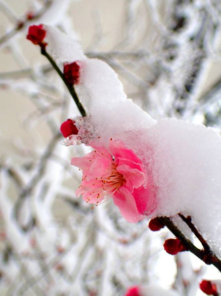 与梅并作十分春，十二首雪梅的诗词，看雪中绽放的梅花，傲霜斗雪