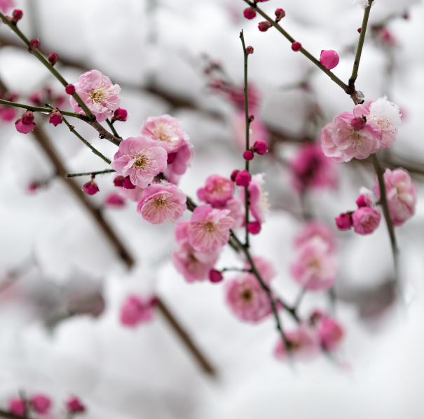 与梅并作十分春，十二首雪梅的诗词，看雪中绽放的梅花，傲霜斗雪