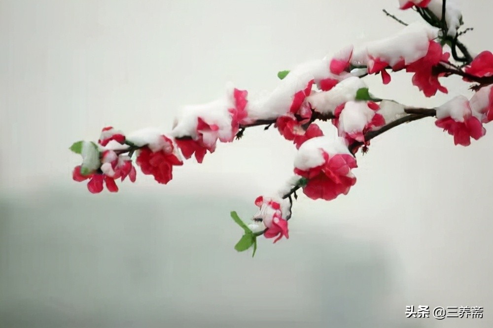 两首《梅花》两种心态：中小学生必背古诗之王安石《梅花》赏析