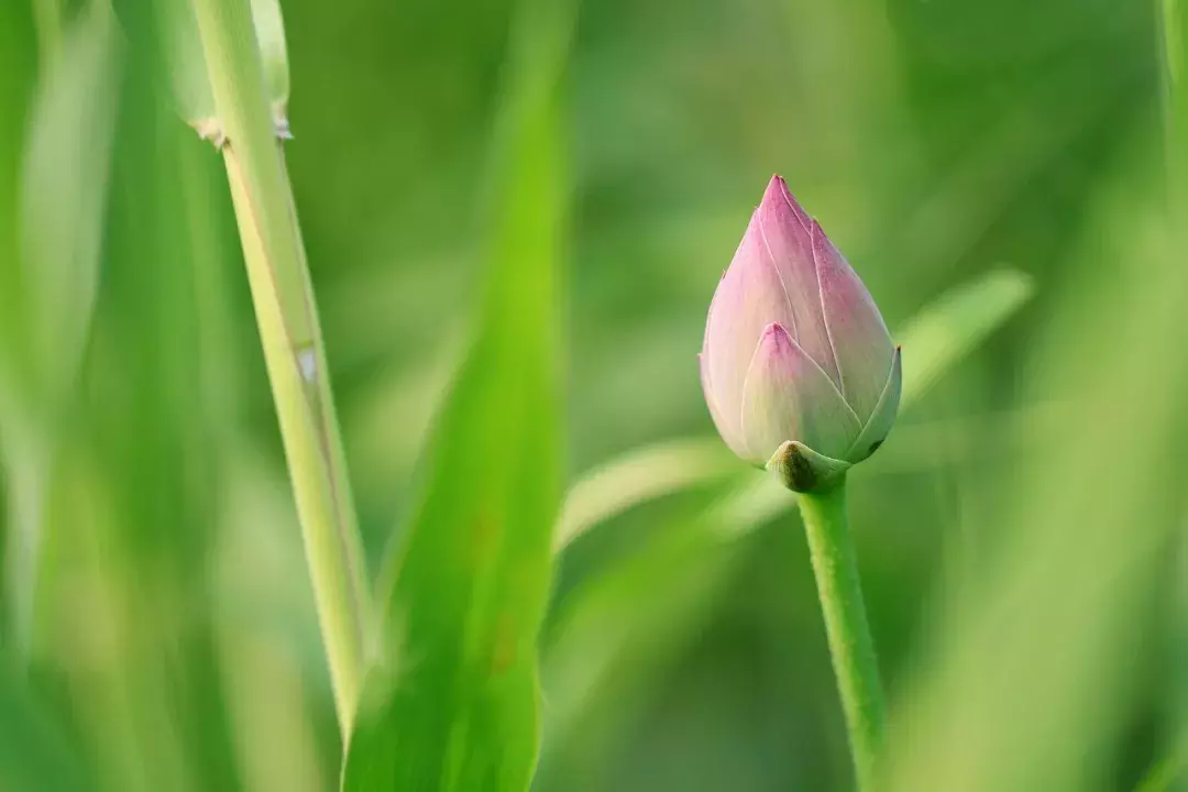 今日小暑｜十首小暑诗词，送你一夏清凉