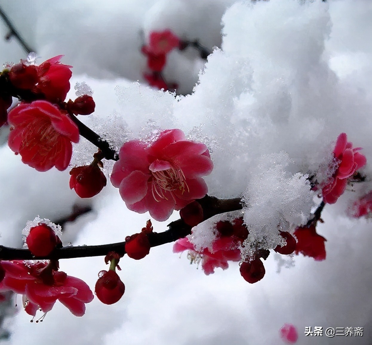 两首《梅花》两种心态：中小学生必背古诗之王安石《梅花》赏析