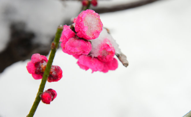 与梅并作十分春，十二首雪梅的诗词，看雪中绽放的梅花，傲霜斗雪