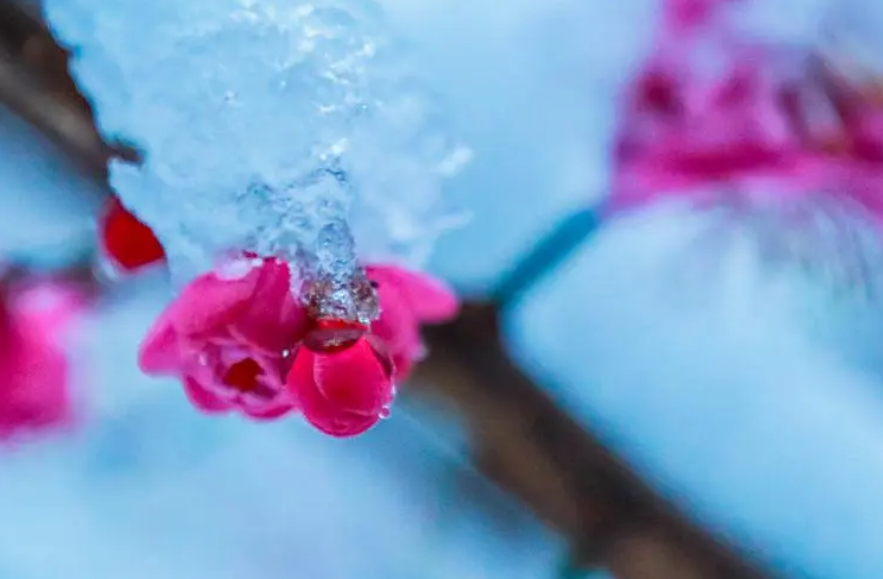 与梅并作十分春，十二首雪梅的诗词，看雪中绽放的梅花，傲霜斗雪