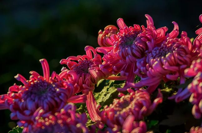 「诗词鉴赏」菊花｜不是花中偏爱菊 此花开尽更无花