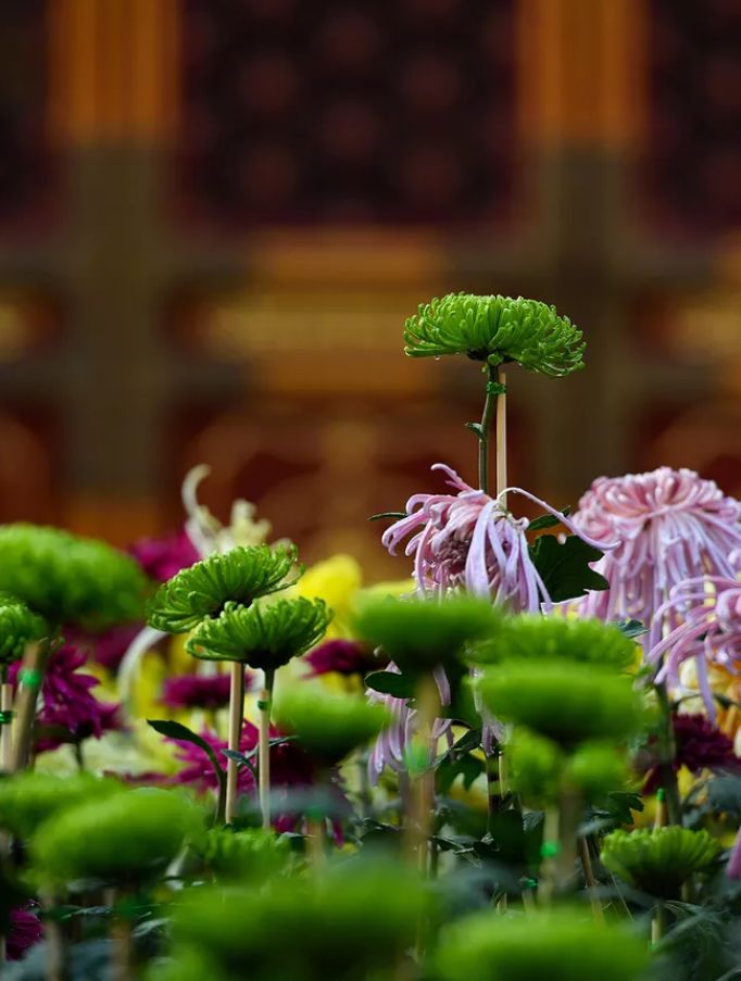 「诗词鉴赏」菊花｜不是花中偏爱菊 此花开尽更无花