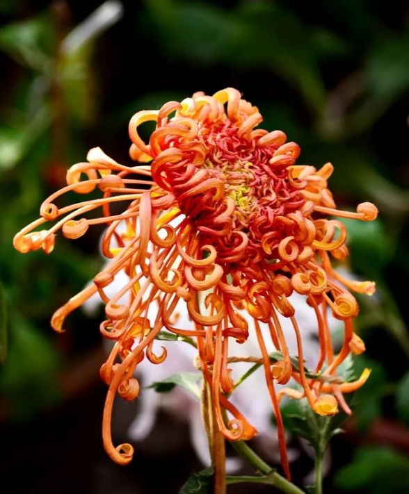 「诗词鉴赏」菊花｜不是花中偏爱菊 此花开尽更无花