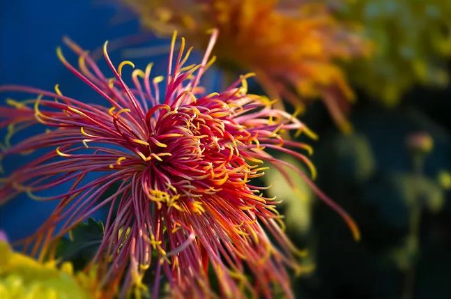 「诗词鉴赏」菊花｜不是花中偏爱菊 此花开尽更无花