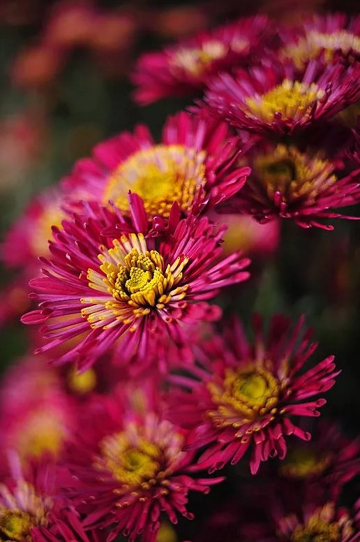 「诗词鉴赏」菊花｜不是花中偏爱菊 此花开尽更无花