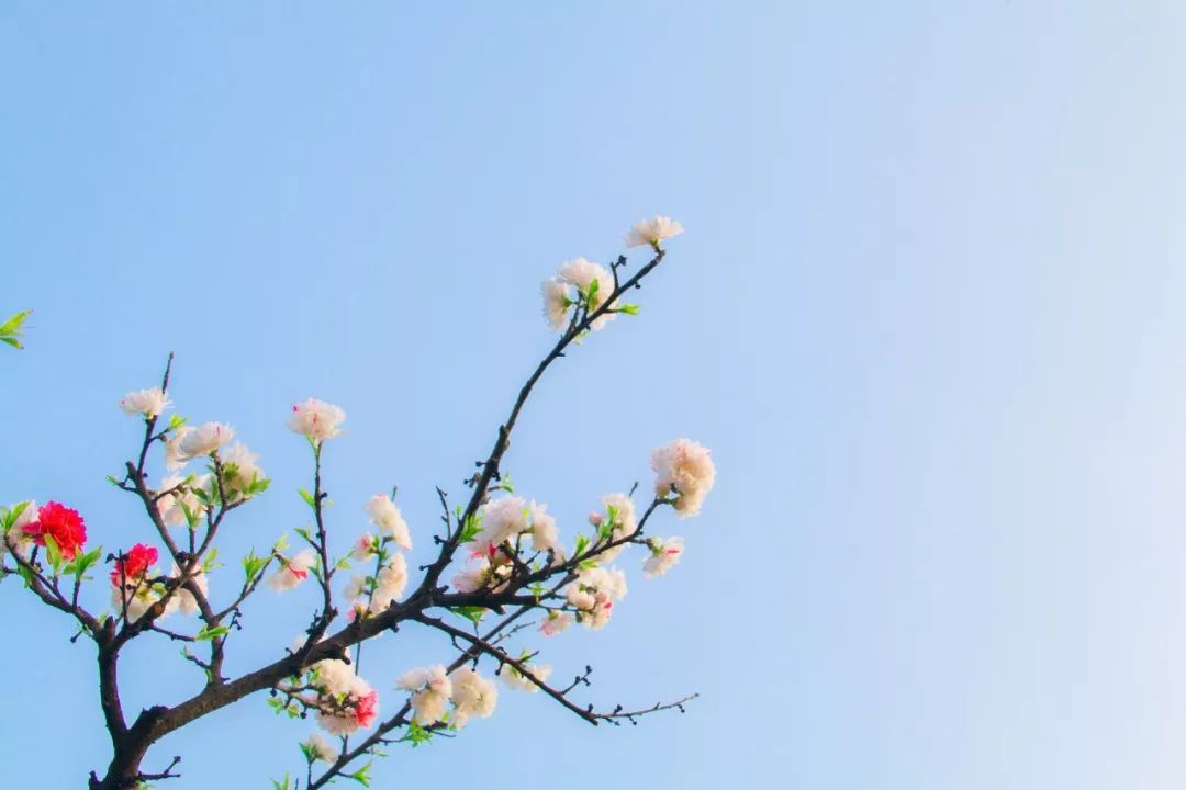 适合春节在家读的20首静美诗词，首首经典，岁月静好，人间值得