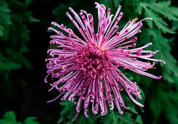 「诗词鉴赏」菊花｜不是花中偏爱菊 此花开尽更无花