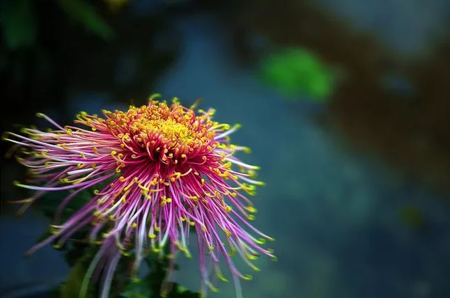 「诗词鉴赏」菊花｜不是花中偏爱菊 此花开尽更无花