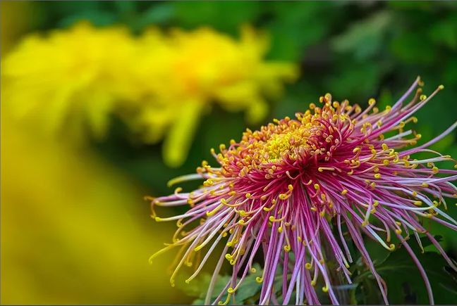 「诗词鉴赏」菊花｜不是花中偏爱菊 此花开尽更无花