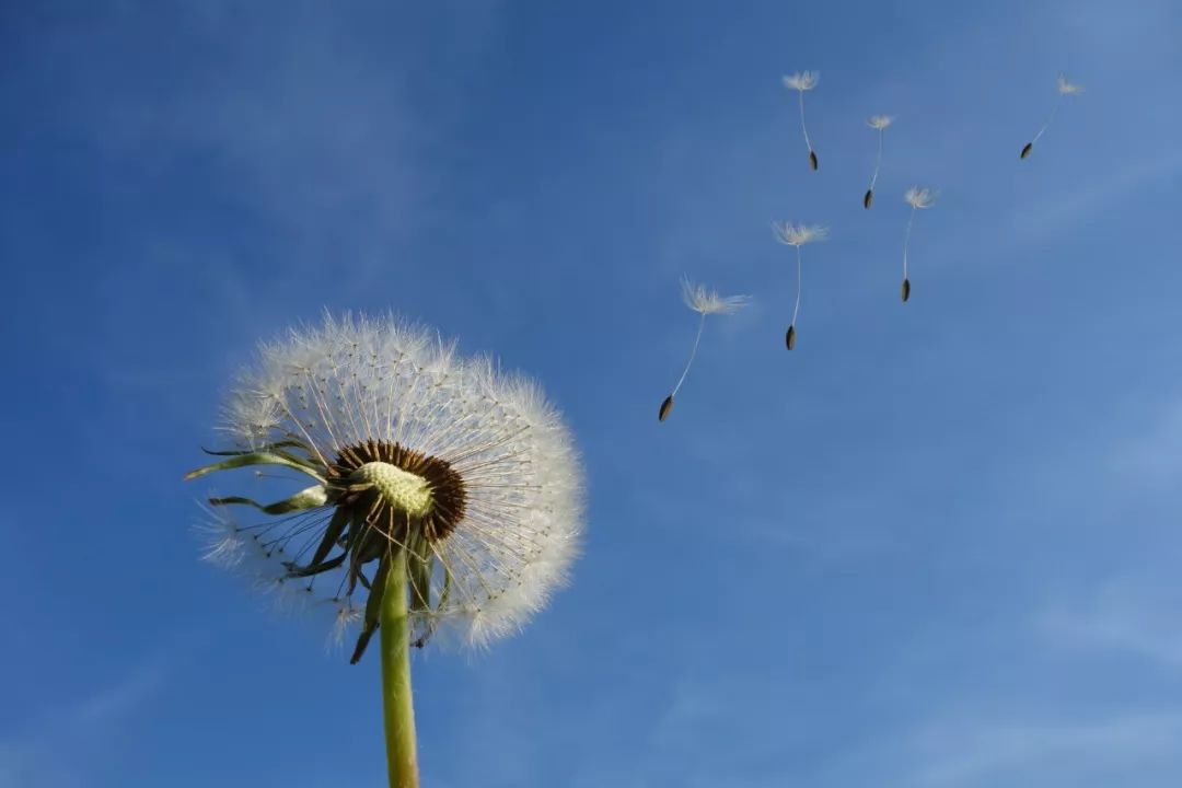 适合春节在家读的20首静美诗词，首首经典，岁月静好，人间值得