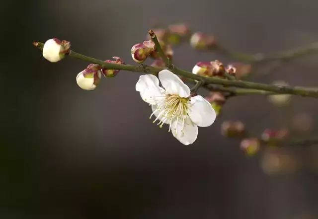 哲思 | 7首古诗，说尽世间最美友情