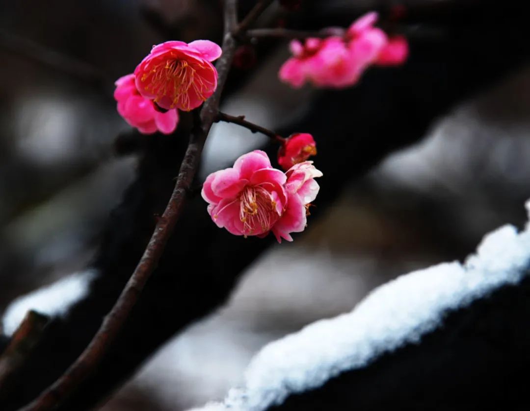 「诗词鉴赏」十首红梅的诗词，看红梅凌寒傲雪，唱响红梅的赞歌