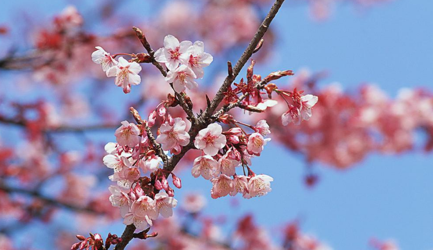 「诗词鉴赏」三月桃花开，十首桃花的诗词，惊艳了整个春天