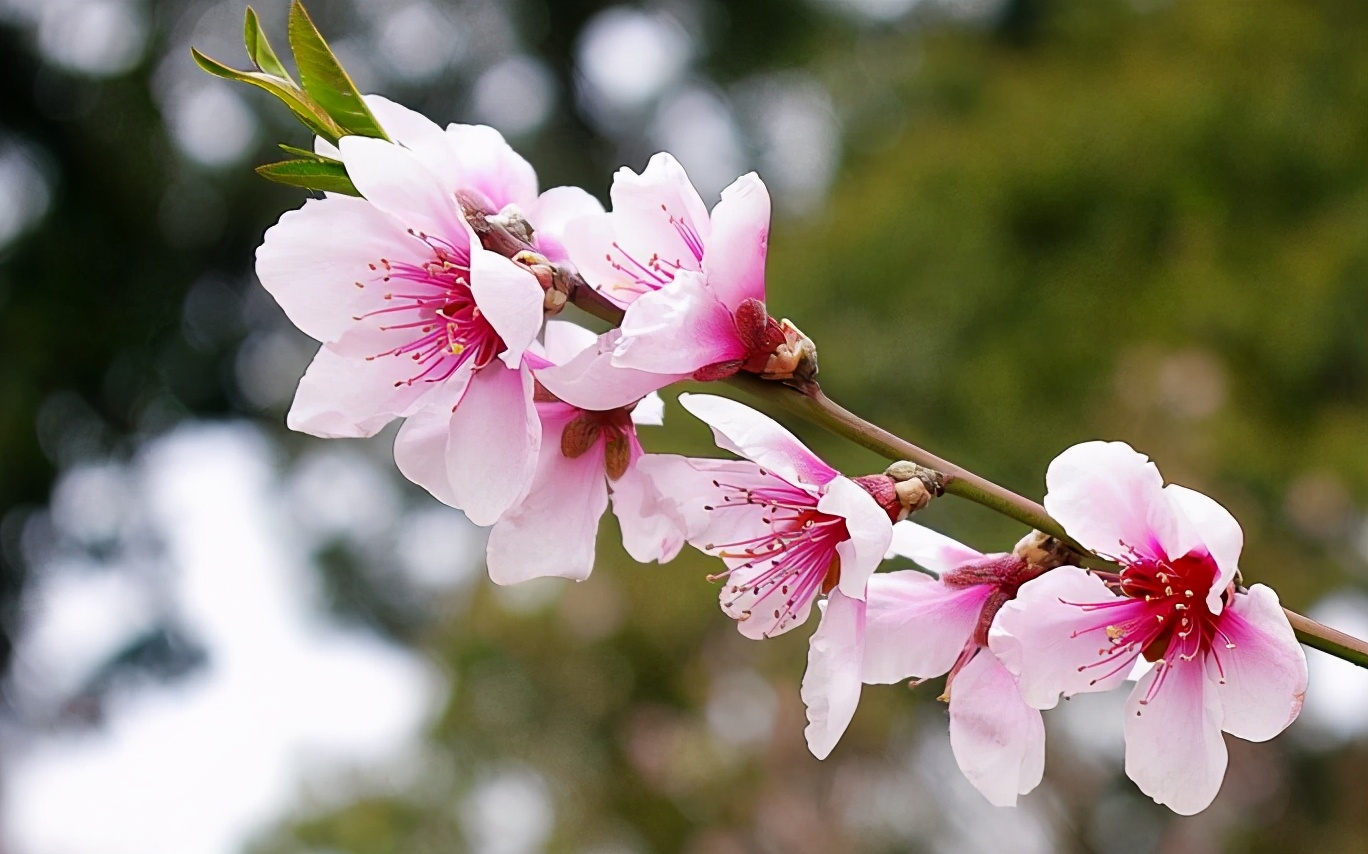 「诗词鉴赏」三月桃花开，十首桃花的诗词，惊艳了整个春天