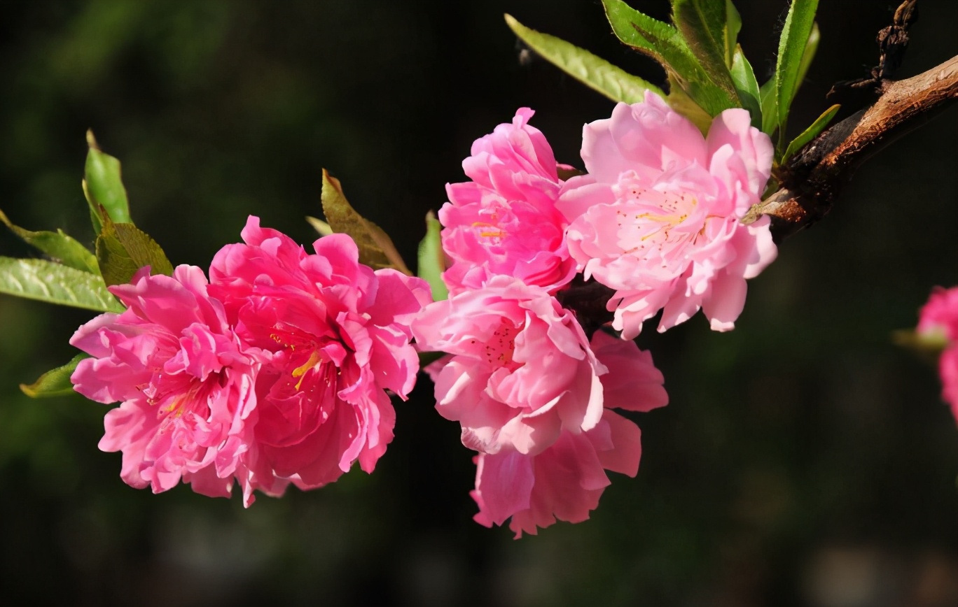 「诗词鉴赏」三月桃花开，十首桃花的诗词，惊艳了整个春天