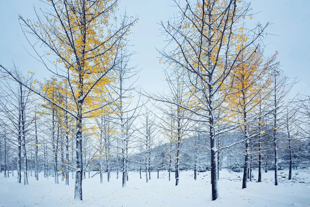 下雪啦！不读这20句诗词，你就不知道雪有多美