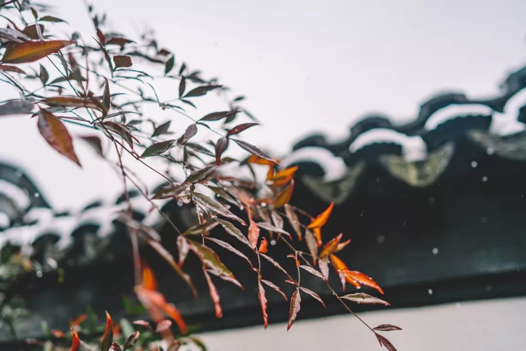 下雪啦！不读这20句诗词，你就不知道雪有多美