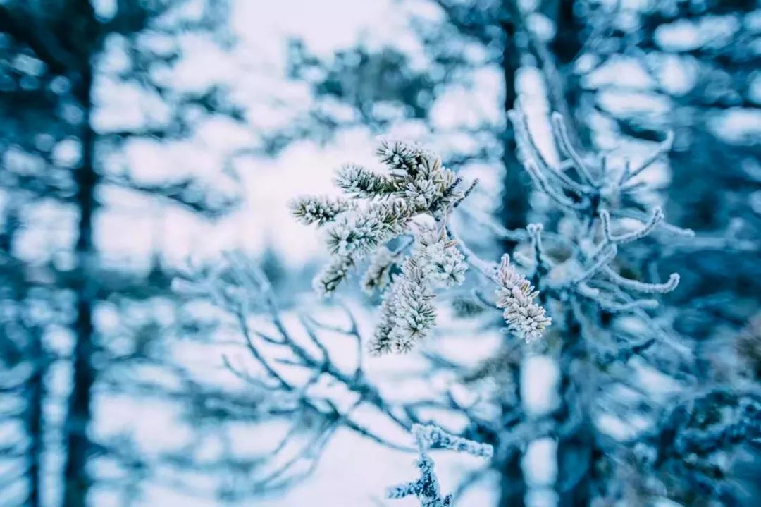 下雪啦！不读这20句诗词，你就不知道雪有多美