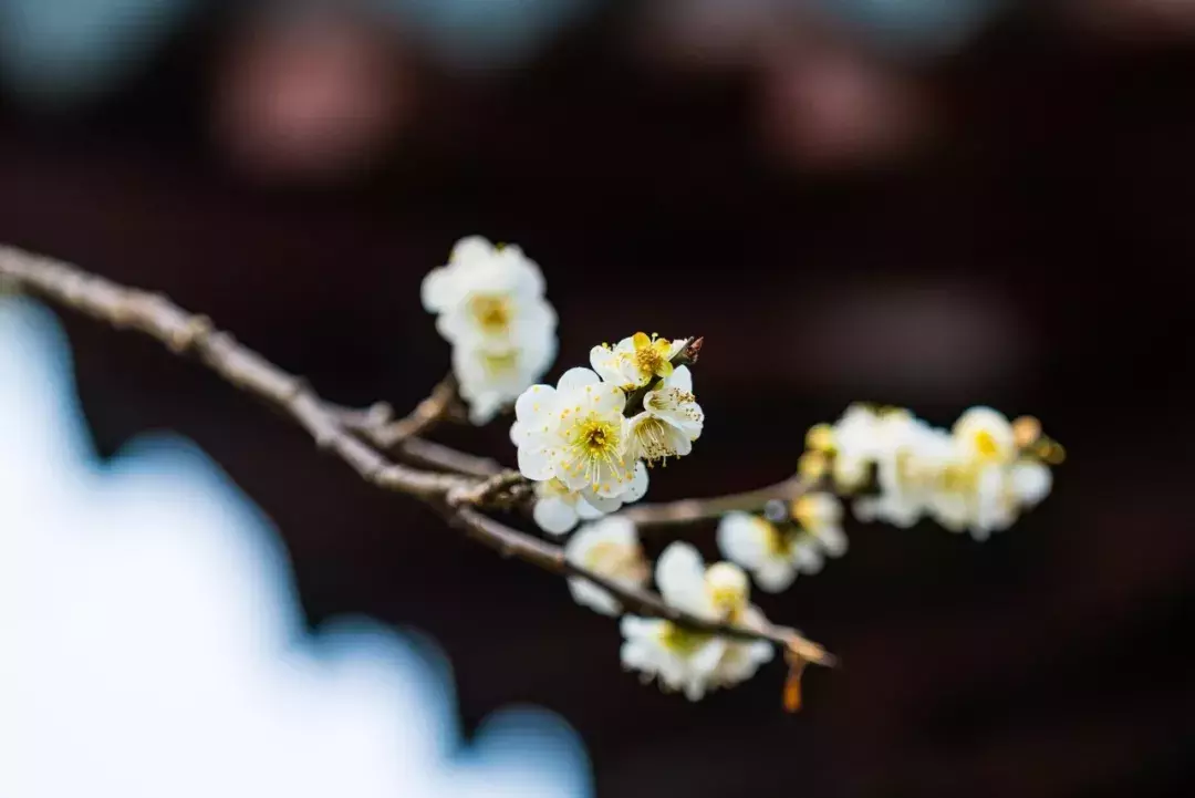 十首梅花诗：已是寒冬时，宜读梅花诗