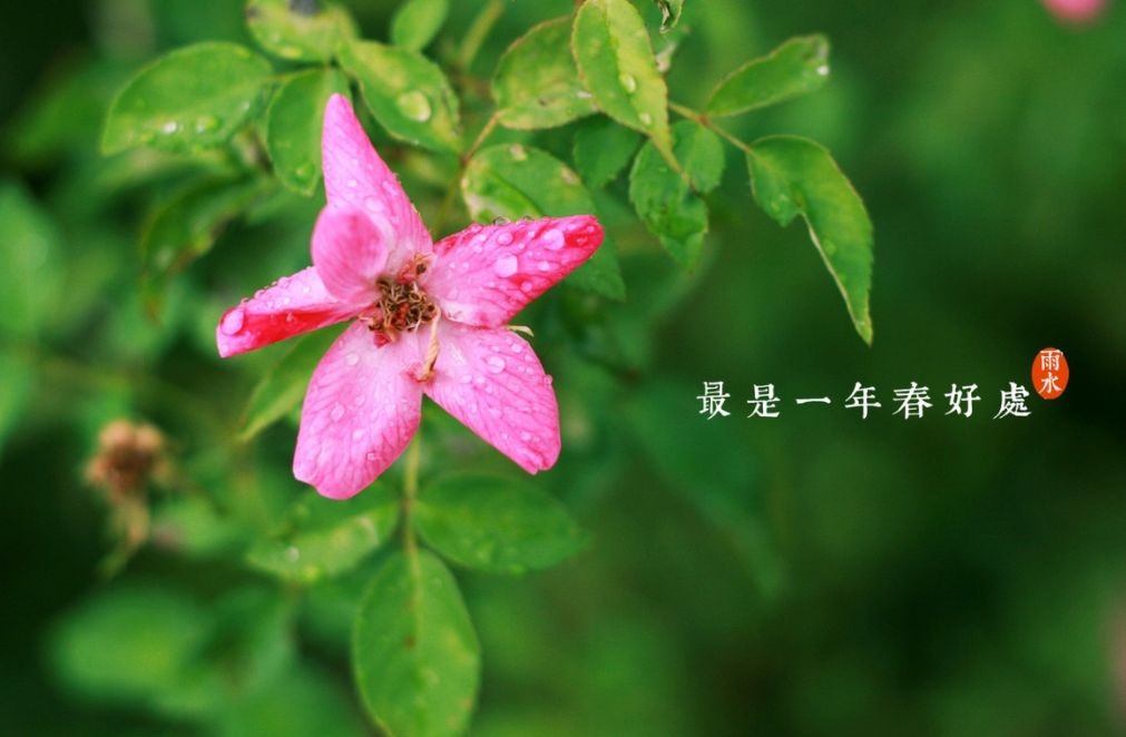 【诗词鉴赏】雨水至，一起品读雨水时节的古诗词吧！