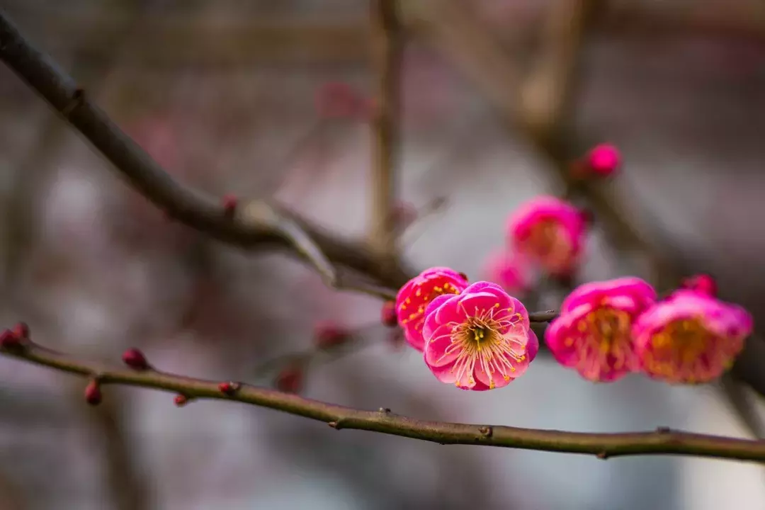 十首梅花诗：已是寒冬时，宜读梅花诗