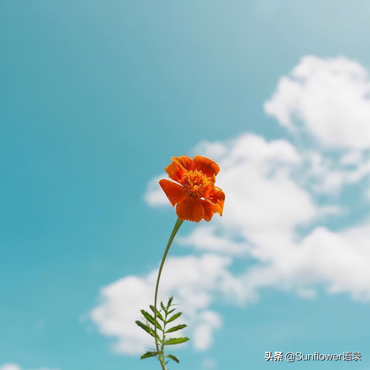 一些十分惊艳的暖心励志金句，值得摘抄，一见倾心