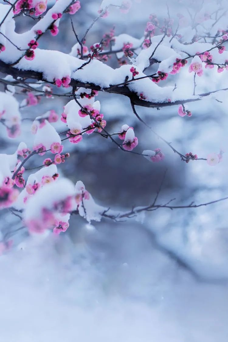 一场大雪美如画，十二首雪景的诗词，欣赏诗人笔下的绝美雪景