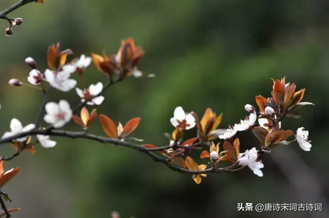 十首四月诗词，与您一起遇见最美的人间四月天